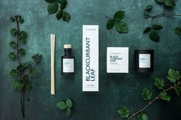 Blackcurrant Leaf Candle and Diffuser